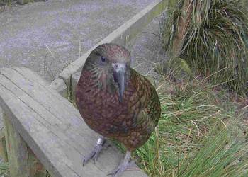 Probably a Female Adult kea
