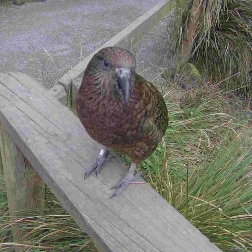 Probably a Female Adult kea