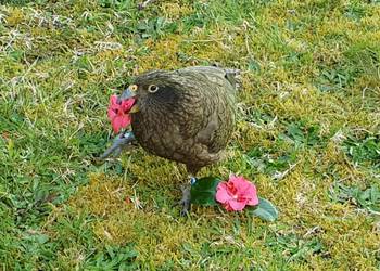 Probably a Female Adult kea