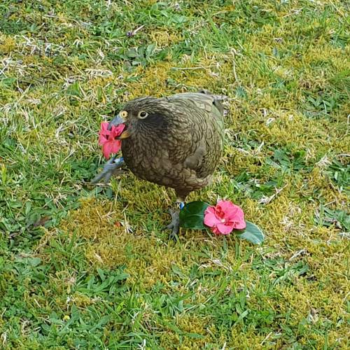 Probably a Female Adult kea