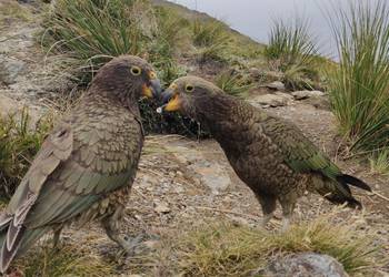 Probably a Female Adult kea
