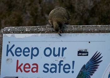 Probably a Male Adult kea