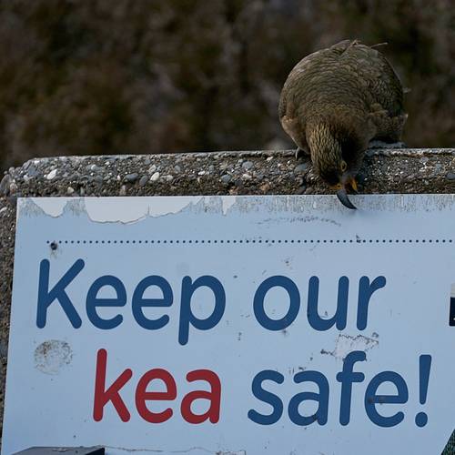 Probably a Male Adult kea