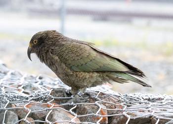 Probably a Male Sub-Adult kea