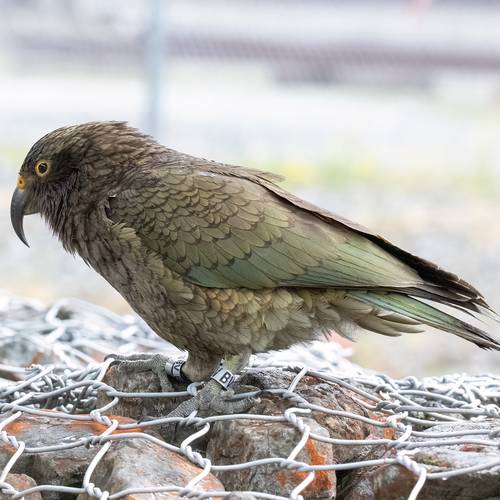 Probably a Male Sub-Adult kea
