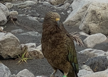 Probably a Male Fledgling kea