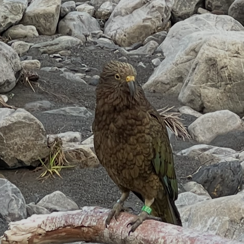 Probably a Male Fledgling kea