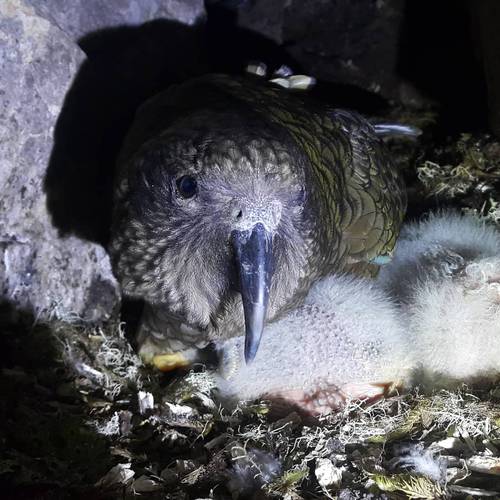 Probably a Female Adult kea
