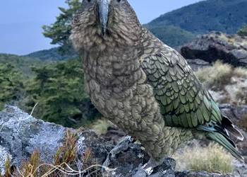 Probably a Male Adult kea