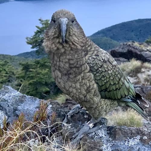 Probably a Male Adult kea