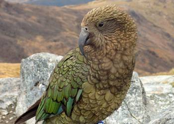 Probably a Male Adult kea