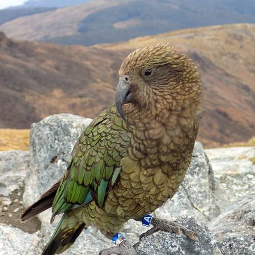 Probably a Male Adult kea