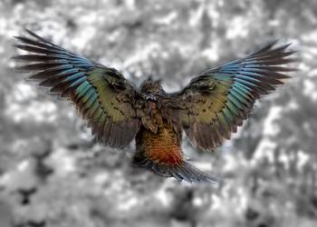 Probably a Male Adult kea