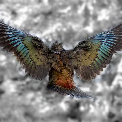 Probably a Male Adult kea