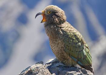 Probably a Male Adult kea