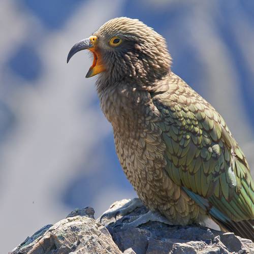 Probably a Male Adult kea