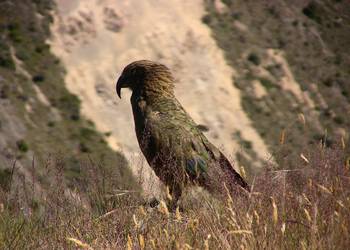 Probably a Male Adult kea