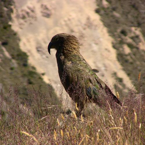 Probably a Male Adult kea