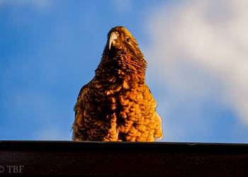 Probably a Male Adult kea