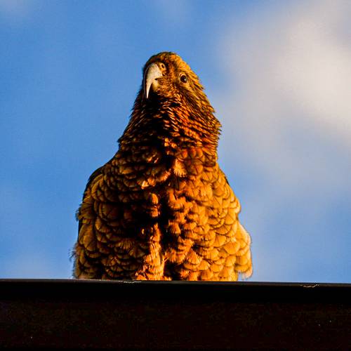 Probably a Male Adult kea