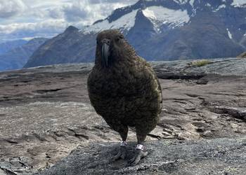Probably a Male Adult kea