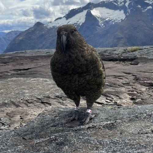 Probably a Male Adult kea