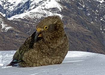 Probably a Female Adult kea