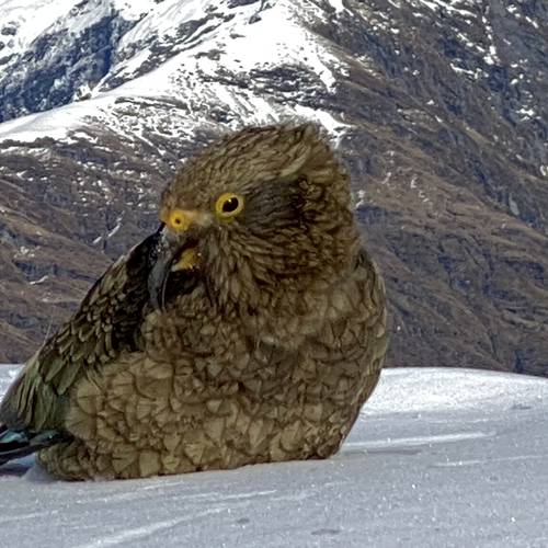 Probably a Female Adult kea