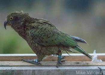 Probably a Female Adult kea