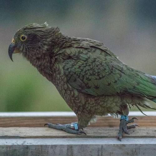 Probably a Female Adult kea