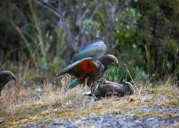 Probably a Female Sub-Adult kea