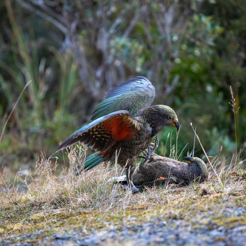 Probably a Female Sub-Adult kea