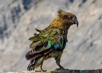 Probably a Female Adult kea