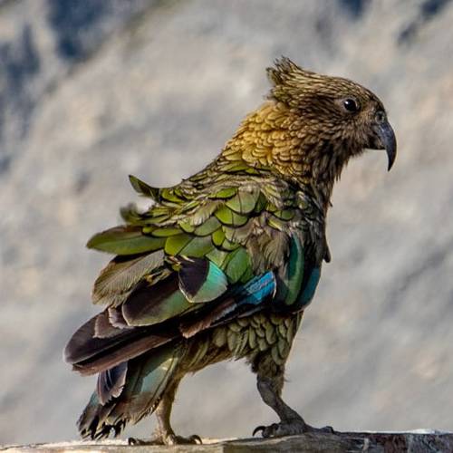 Probably a Female Adult kea