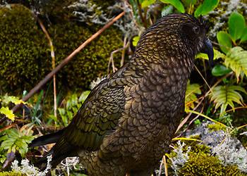 Probably a Male Adult kea
