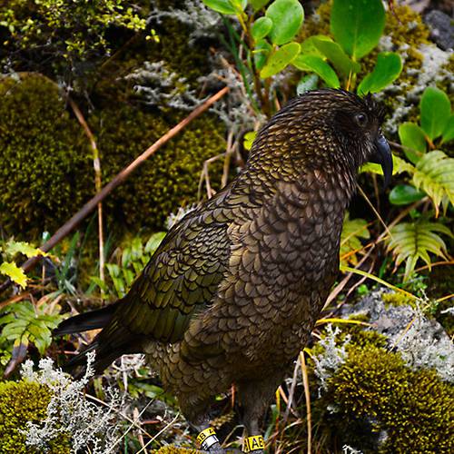 Probably a Male Adult kea