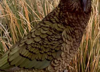Probably a Female Adult kea