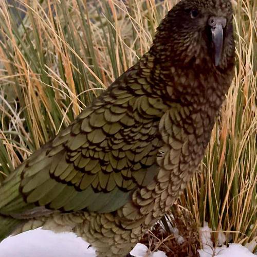 Probably a Female Adult kea
