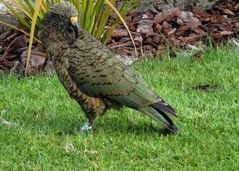 Probably a Female Sub-Adult kea