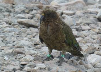 Probably a Male null kea