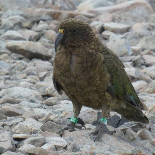 Probably a Male null kea