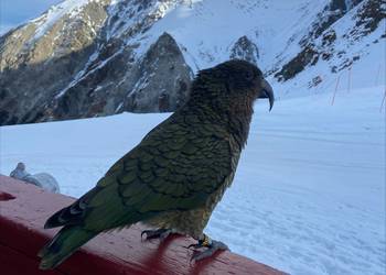 Probably a Male Adult kea