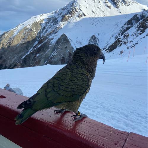 Probably a Male Adult kea