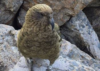 Probably a Male Sub-Adult kea