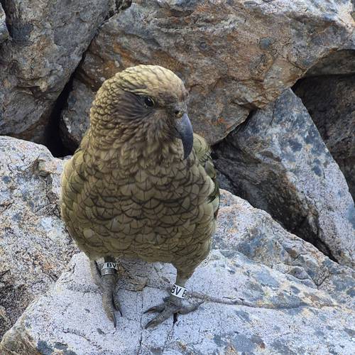 Probably a Male Sub-Adult kea