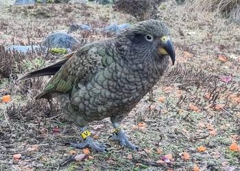 Probably a Female null kea