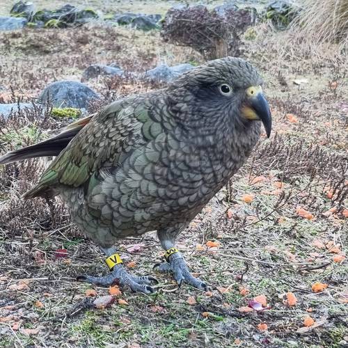 Probably a Female null kea