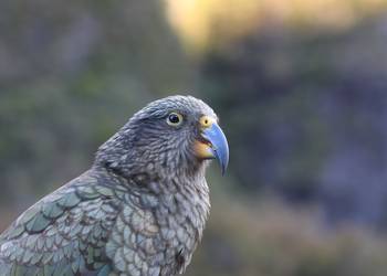 Probably a Male Adult kea
