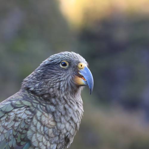 Probably a Male Adult kea