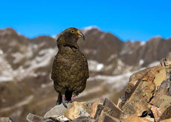 Probably a Male Adult kea
